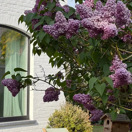 Tatil Evi House W - North Sea De Haan